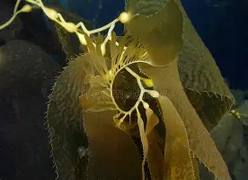 Rookie泸州老窖天府中学悬念揭晓的简单介绍爱游戏官网